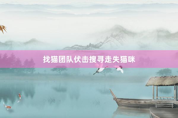 找猫团队伏击搜寻走失猫咪